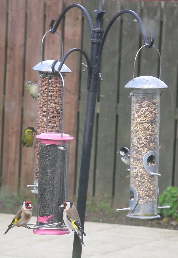 feeder.jpg