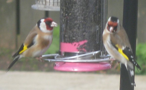 goldfinch.jpg
