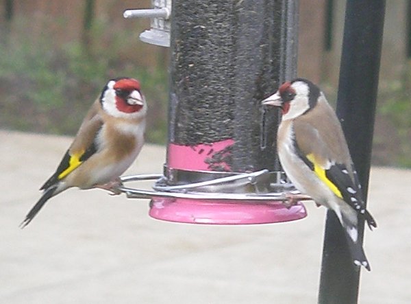 goldfinches.jpg