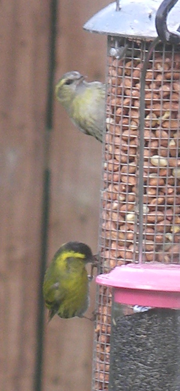 siskins.jpg